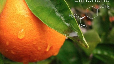 CannaGlobe Key Cannabis Terpenes Limonene